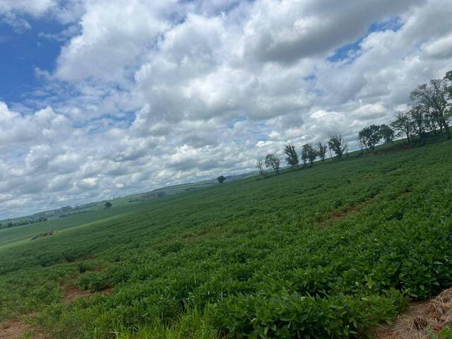 #1240 - Área para Venda em Arapongas - PR - 3