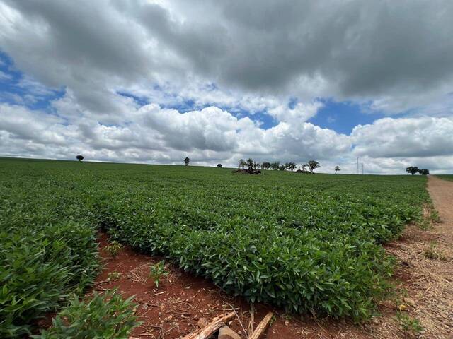 Área para Venda em Arapongas - 4