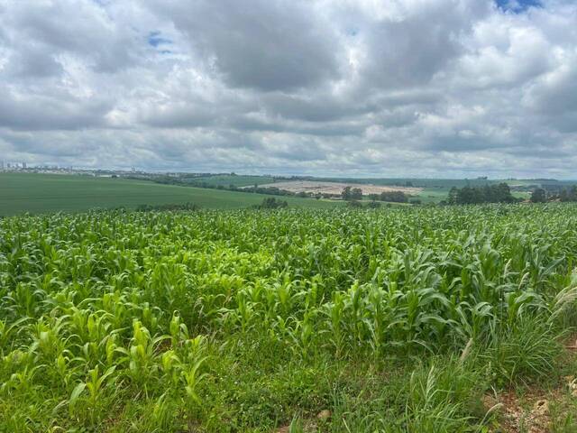 #1241 - Área para Venda em Arapongas - PR - 3