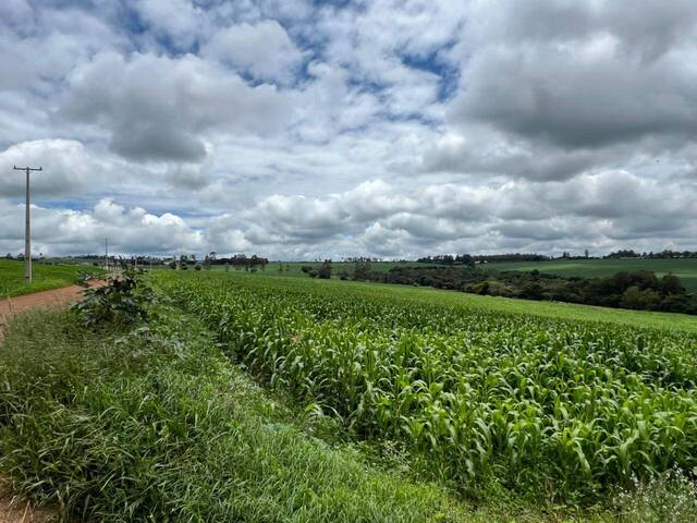 Área para Venda em Arapongas - 5